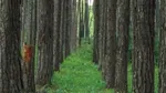 A close up of trees in a forest